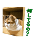 猫のさくらちゃん2（個別スタンプ：5）