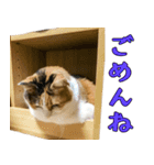 猫のさくらちゃん2（個別スタンプ：21）