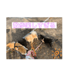 新しい家族が増えました！（個別スタンプ：3）