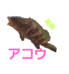 大阪湾釣り物1（個別スタンプ：10）