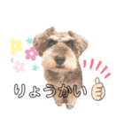 ♡シュナウザー♡（個別スタンプ：6）