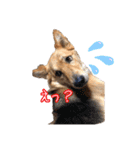 はやと＆きくまる＋クッキー（個別スタンプ：1）