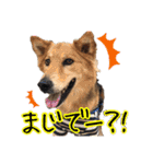はやと＆きくまる＋クッキー（個別スタンプ：5）