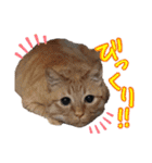 はやと＆きくまる＋クッキー（個別スタンプ：8）