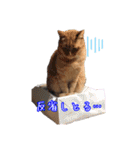 はやと＆きくまる＋クッキー（個別スタンプ：10）