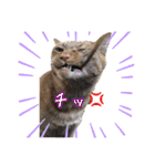 はやと＆きくまる＋クッキー（個別スタンプ：13）