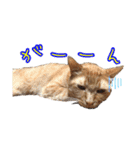 はやと＆きくまる＋クッキー（個別スタンプ：15）