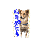 はやと＆きくまる＋クッキー（個別スタンプ：16）