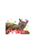 はやと＆きくまる＋クッキー（個別スタンプ：18）