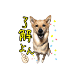 はやと＆きくまる＋クッキー（個別スタンプ：20）
