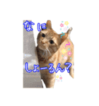 はやと＆きくまる＋クッキー（個別スタンプ：22）