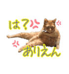 はやと＆きくまる＋クッキー（個別スタンプ：23）