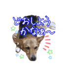 はやと＆きくまる＋クッキー（個別スタンプ：25）