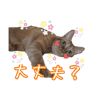 はやと＆きくまる＋クッキー（個別スタンプ：27）