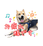 はやと＆きくまる＋クッキー（個別スタンプ：28）