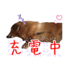 はやと＆きくまる＋クッキー（個別スタンプ：29）