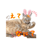 はやと＆きくまる＋クッキー（個別スタンプ：30）