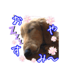 はやと＆きくまる＋クッキー（個別スタンプ：31）