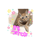 はやと＆きくまる＋クッキー（個別スタンプ：32）