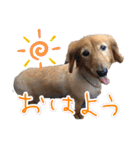 はやと＆きくまる＋クッキー（個別スタンプ：33）
