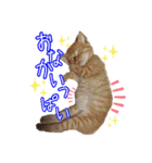 はやと＆きくまる＋クッキー（個別スタンプ：34）