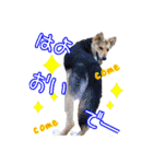 はやと＆きくまる＋クッキー（個別スタンプ：35）