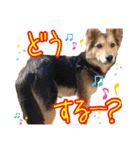 はやと＆きくまる＋クッキー（個別スタンプ：36）