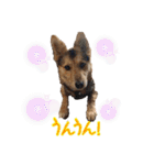 はやと＆きくまる＋クッキー（個別スタンプ：38）