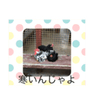 ゆかいなどうぶつあつまれー（個別スタンプ：3）