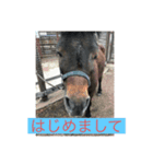 ゆかいなどうぶつあつまれー（個別スタンプ：4）