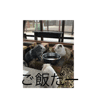 ゆかいなどうぶつあつまれー（個別スタンプ：5）