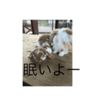 ゆかいなどうぶつあつまれー（個別スタンプ：6）