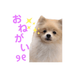 ポメラニアン ラテくんスタンプ2（個別スタンプ：3）