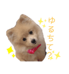 ポメラニアン ラテくんスタンプ2（個別スタンプ：10）