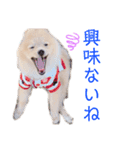 ポメラニアン ラテくんスタンプ2（個別スタンプ：13）