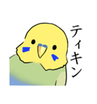 セキセイインコのりんちゃん（個別スタンプ：24）