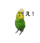 セキセイインコのヒースケ君（個別スタンプ：1）