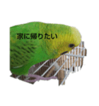 セキセイインコのヒースケ君（個別スタンプ：2）