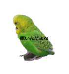 セキセイインコのヒースケ君（個別スタンプ：4）