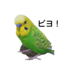 セキセイインコのヒースケ君（個別スタンプ：5）