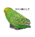 セキセイインコのヒースケ君（個別スタンプ：6）