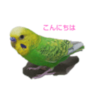 セキセイインコのヒースケ君（個別スタンプ：7）