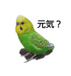 セキセイインコのヒースケ君（個別スタンプ：8）