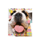 ୨୧Happy Birthdayスタンプ୨୧（個別スタンプ：6）