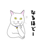 しろネコ もん助（個別スタンプ：1）