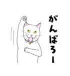 しろネコ もん助（個別スタンプ：25）