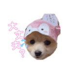 ポメラニアン ラテくんスタンプ3（個別スタンプ：1）