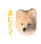 ポメラニアン ラテくんスタンプ3（個別スタンプ：3）