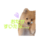 ポメラニアン ラテくんスタンプ3（個別スタンプ：6）