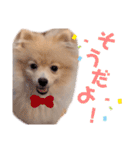 ポメラニアン ラテくんスタンプ3（個別スタンプ：10）